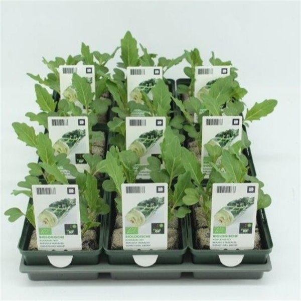 Weisser Kohlrabi BIO