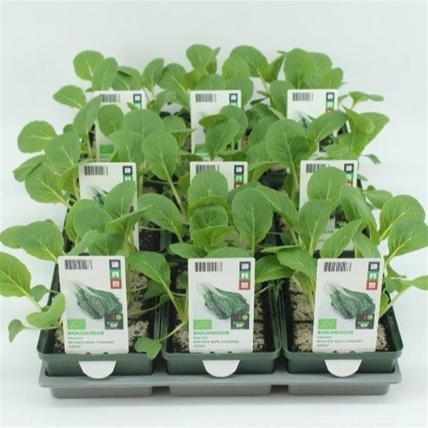Paksoi BIO
