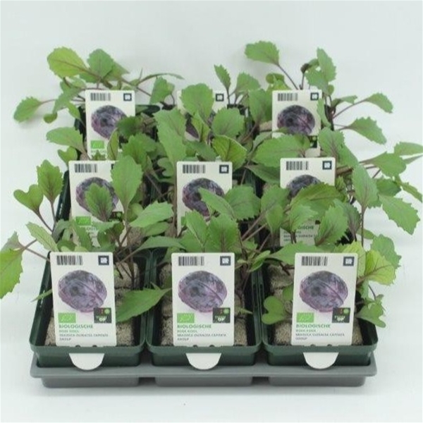Rotkohl BIO