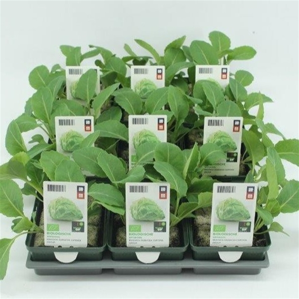 Spitzkohl BIO