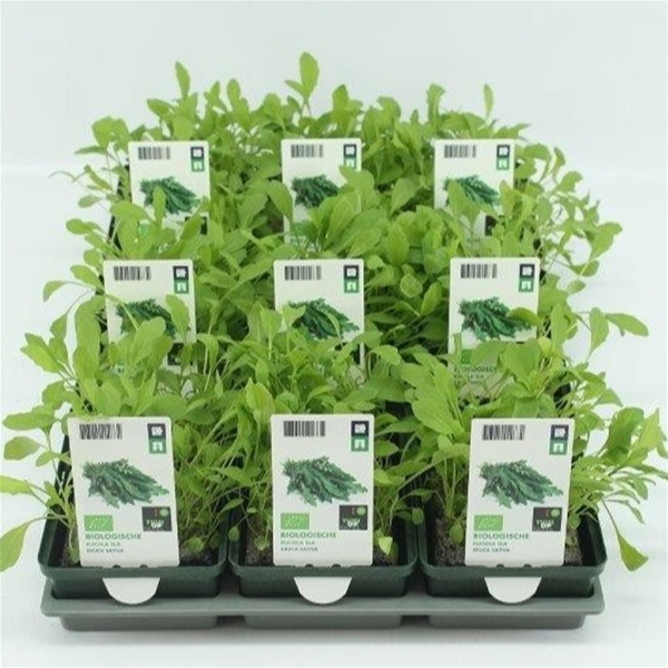 Rucola Salat BIO