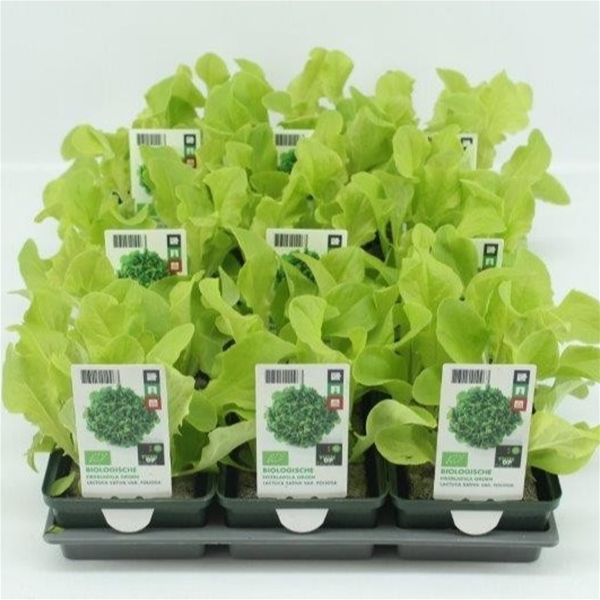 Eichblattsalat Grun BIO