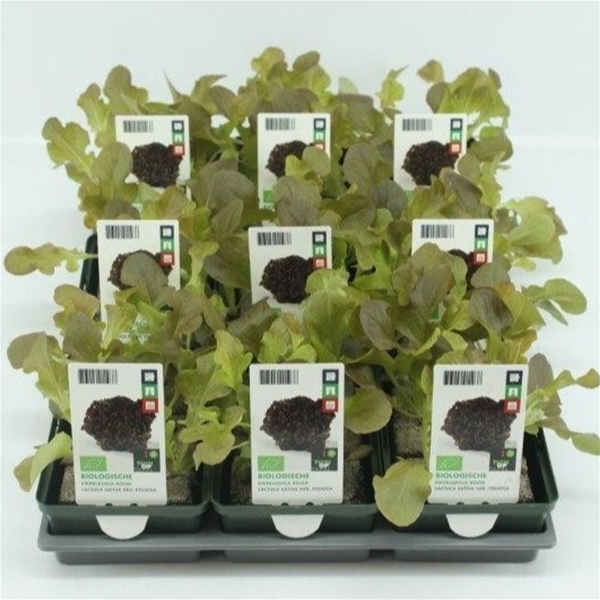 Eichblattsalat Rot BIO