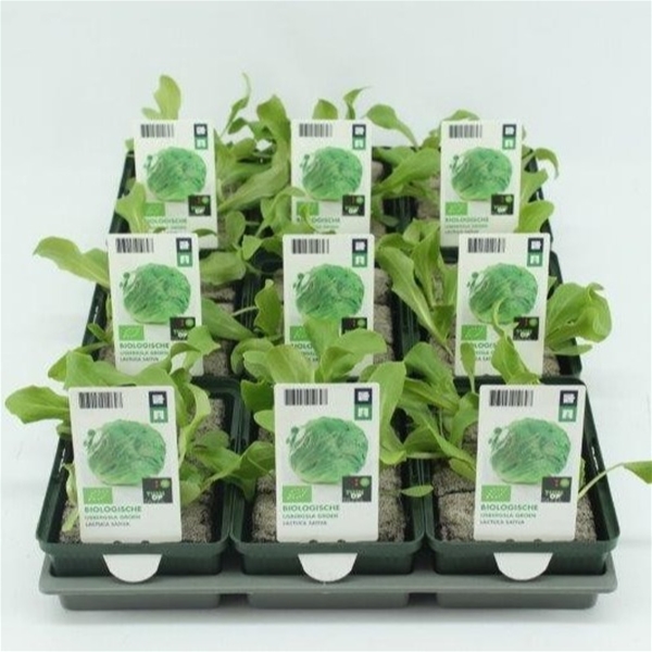 Eissalat BIO