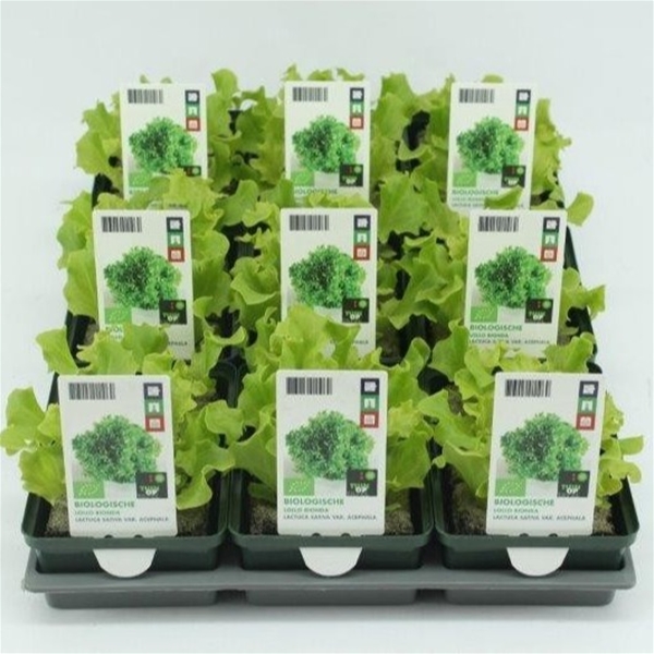 Lollo Bionda BIO