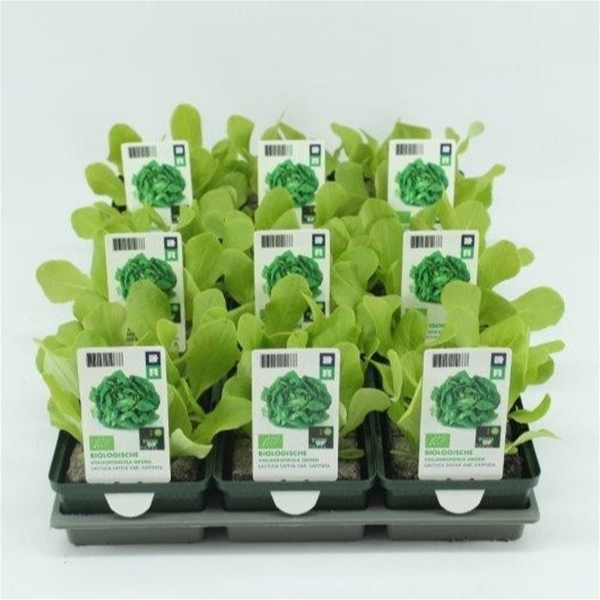 Koptsalat BIO