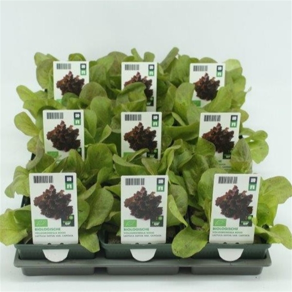 Roter Koptsalat BIO