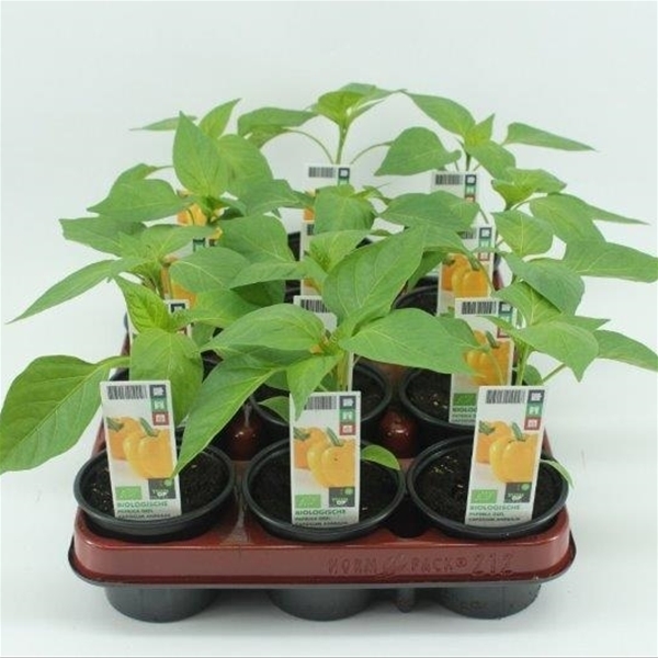 Paprika Gelb BIO