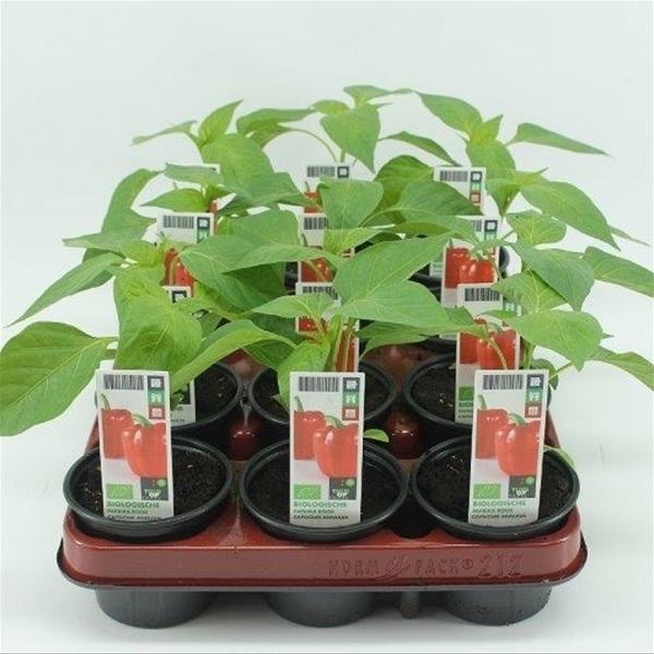 Paprika Rot BIO