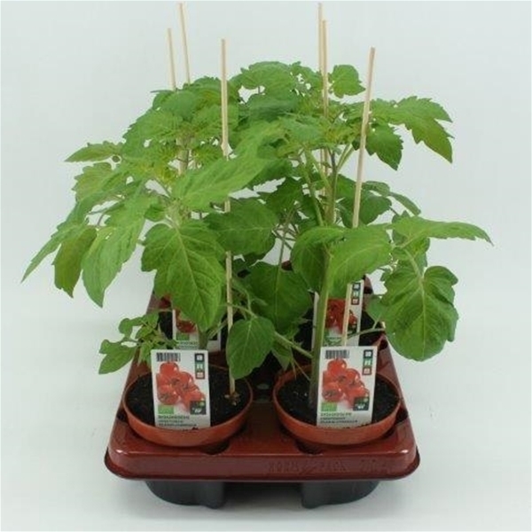 Kirschetomate BIO