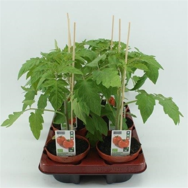 Tomate Rund BIO