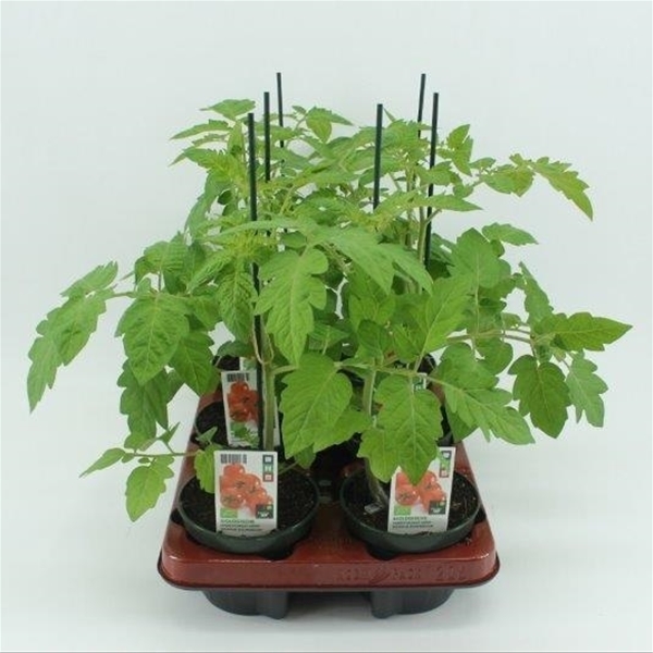 Gepfropfte Cocktailtomate BIO