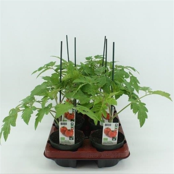 Gepfropfte Tomate BIO
