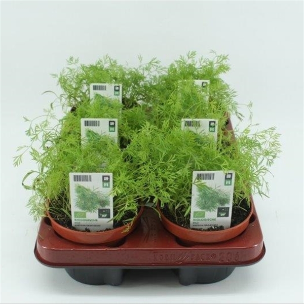 Dill BIO