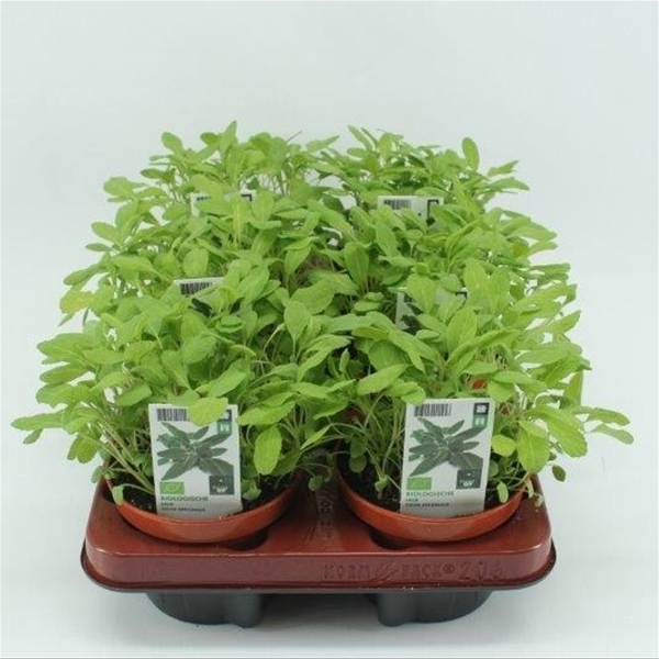Salbei BIO