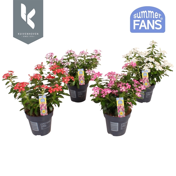 Catharanthus Soiree Mixtray