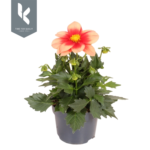 Dahlia Summerbees Salmon Bicolor
