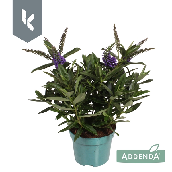 Hebe Veronica Britta