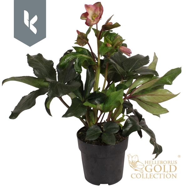 Helleborus Ice N' Roses Pink Gold Collection