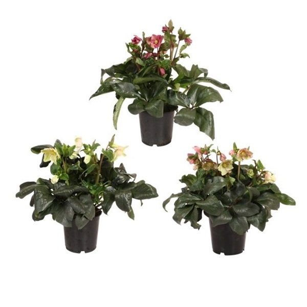 Helleborus Ice N' Roses Mixlage Gold Collection