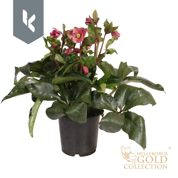Helleborus Ice N' Roses Red Gold Collection