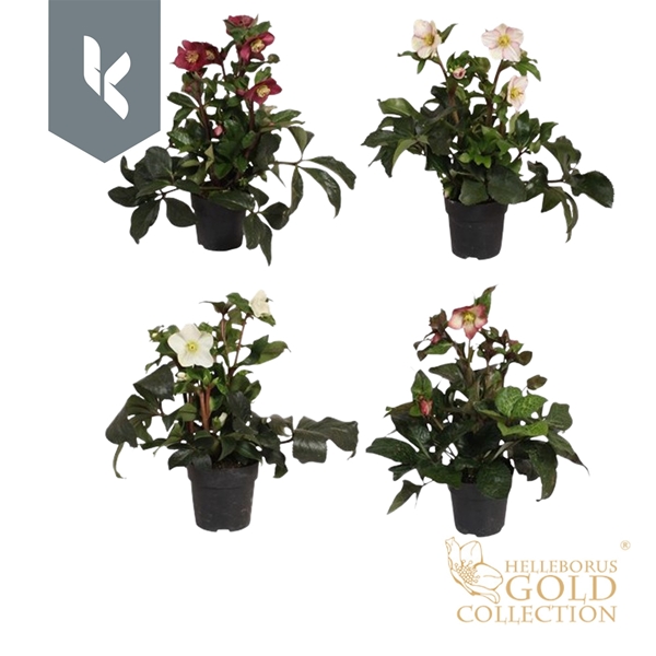Helleborus Ice N' Roses Mixlage Gold Collection