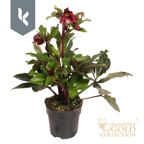 Helleborus Ice N' Roses Red Romance Gold Collection