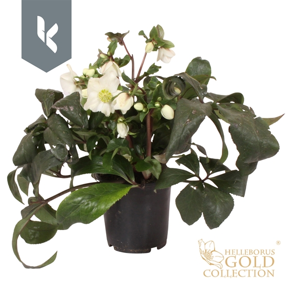 Helleborus Ice N' Roses White Gold Collection