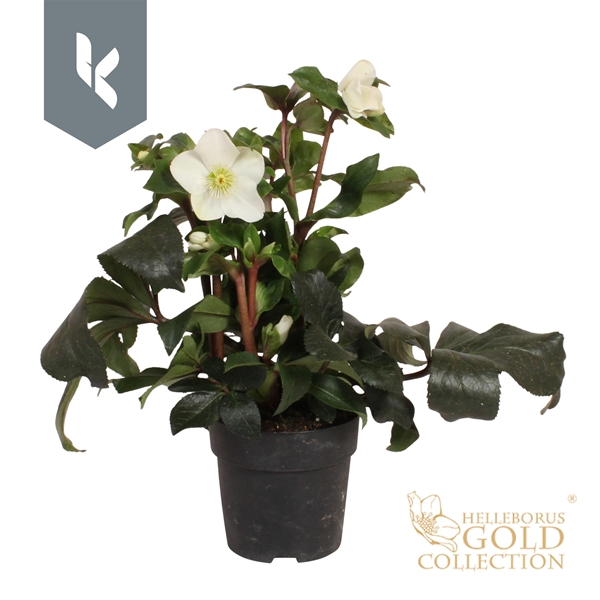 Helleborus Ice N' Roses White Gold Collection