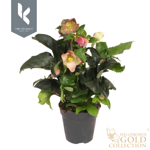 Helleborus Ice N' Roses Early Pink Gold Collection