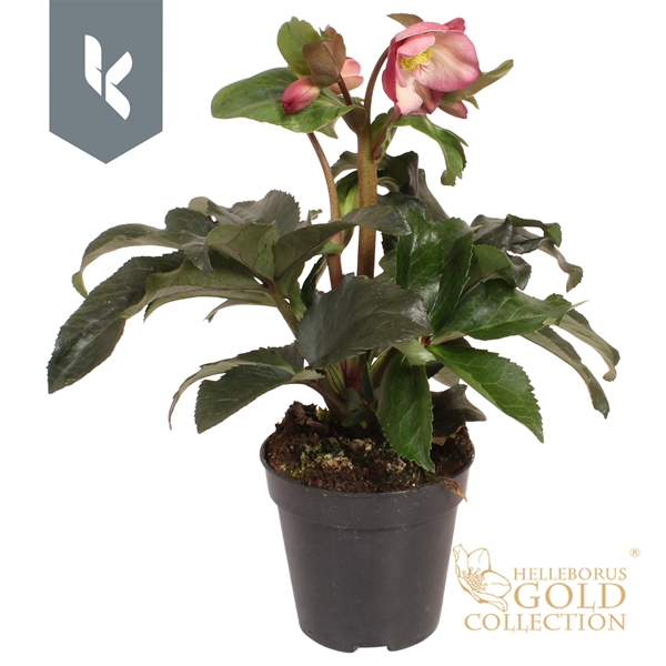 Helleborus Ice N' Roses Pink Gold Collection