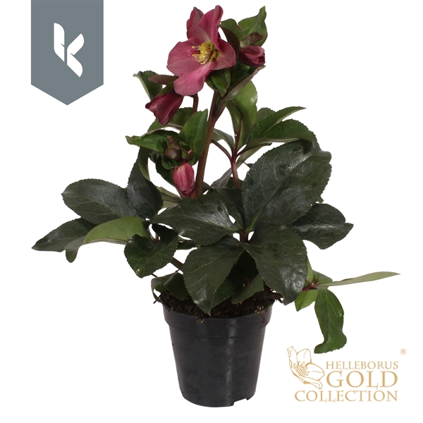 Helleborus Ice N' Roses Early Red Gold Collection