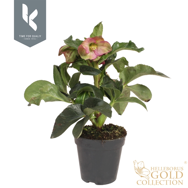 Helleborus Ice N' Roses Ruby Gold Collection