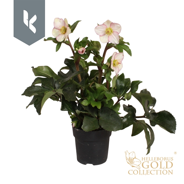 Helleborus Ice N' Roses Picotee Gold Collection
