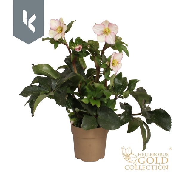 Helleborus Ice N' Roses Picotee Gold  Gold Collection