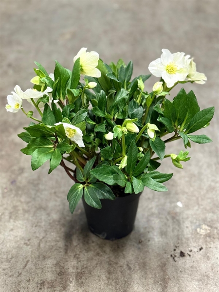 Helleborus Weiss Gold Collection