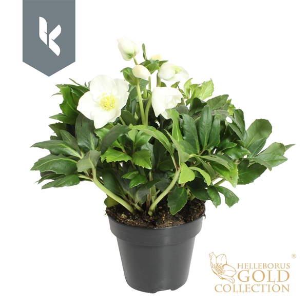 Helleborus Weiss Gold Collection
