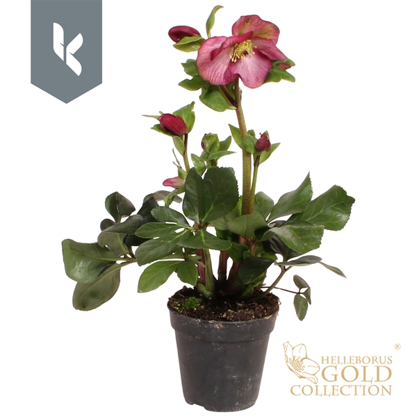 Helleborus Winter Ballet Leona Gold Collection