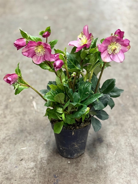 Helleborus Winter Ballet Karli Gold Collection