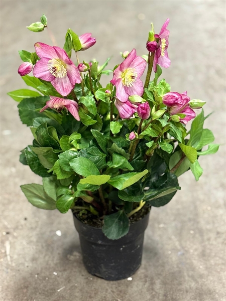Helleborus Winter Ballet Karli Gold Collection