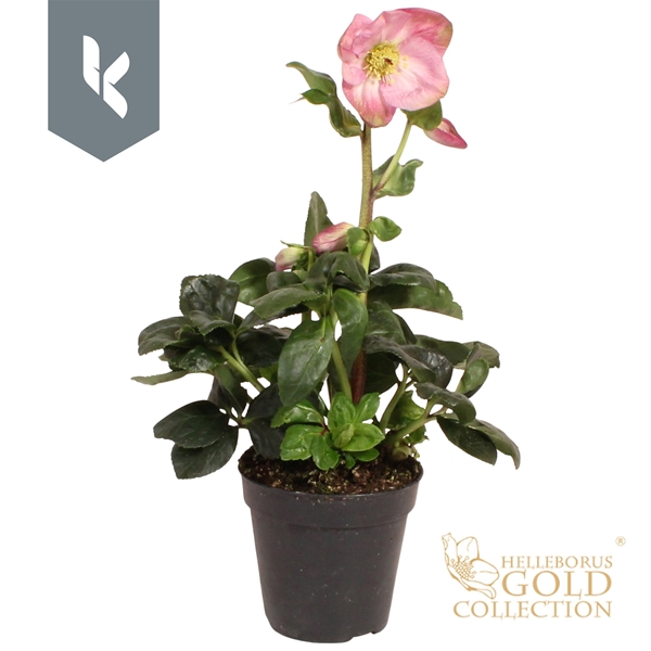 Helleborus Winter Ballet Kacy Pink Gold Collection