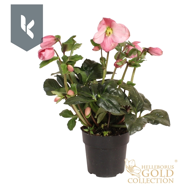 Helleborus Winter Ballet Kacy Gold Collection