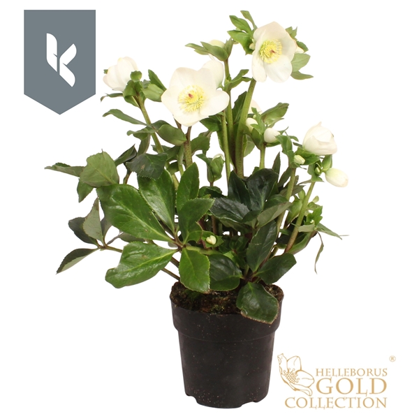 Helleborus Winter Ballet White Gold Collection