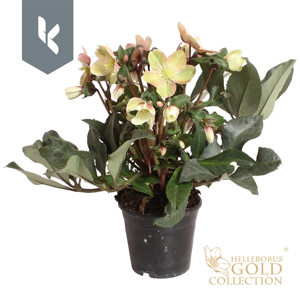 Helleborus Malory Gold Collection