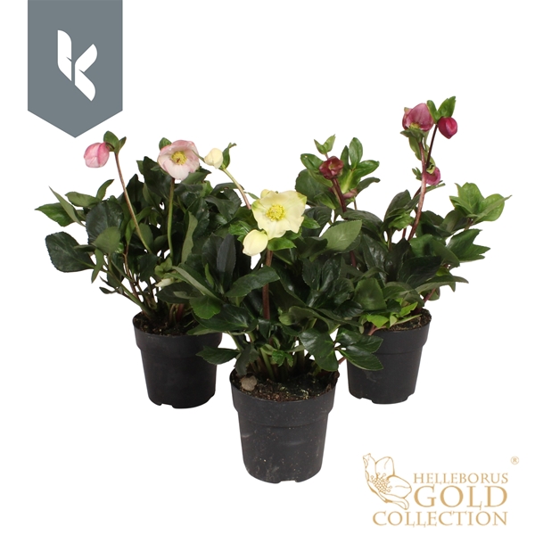 Helleborus Winter Ballet Mixlage Gold Collection