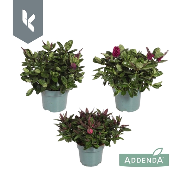 Hebe Veronica Mixlage