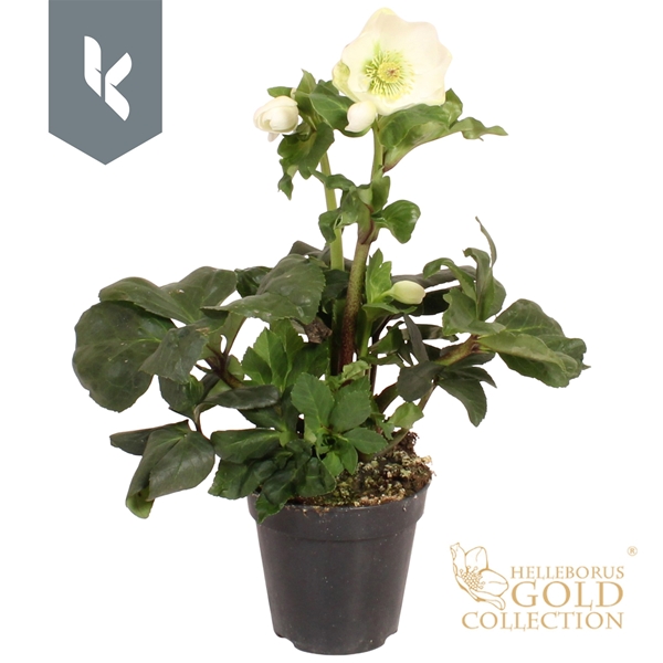Helleborus Winter Ballet Cozy White Gold Collection