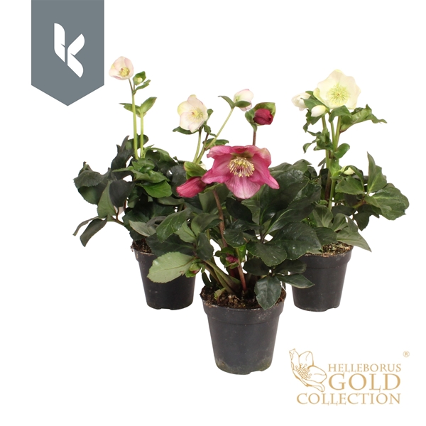 Helleborus Winter Ballet Mixlage Gold Collection