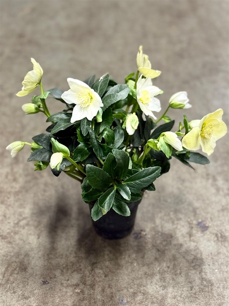Helleborus Wintergold Gold Collection