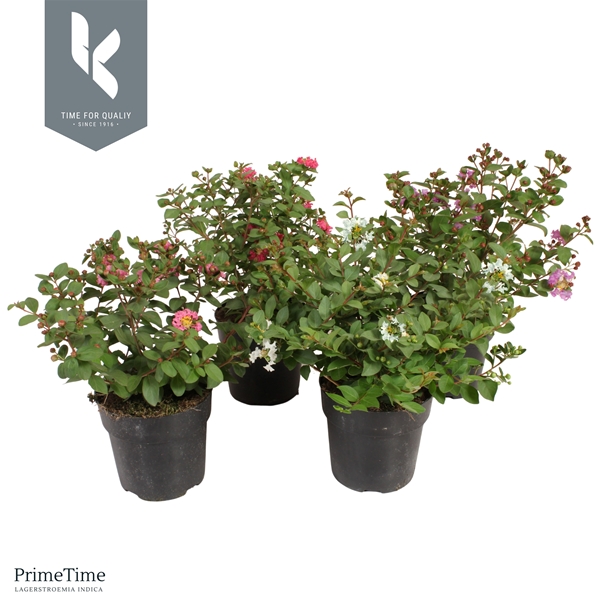 Lagerstroemia Mixlage